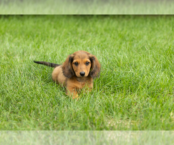 Medium Photo #1 Dachshund Puppy For Sale in MILFORD, IN, USA