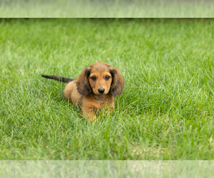 Dachshund Puppy for sale in MILFORD, IN, USA