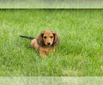 Small Dachshund