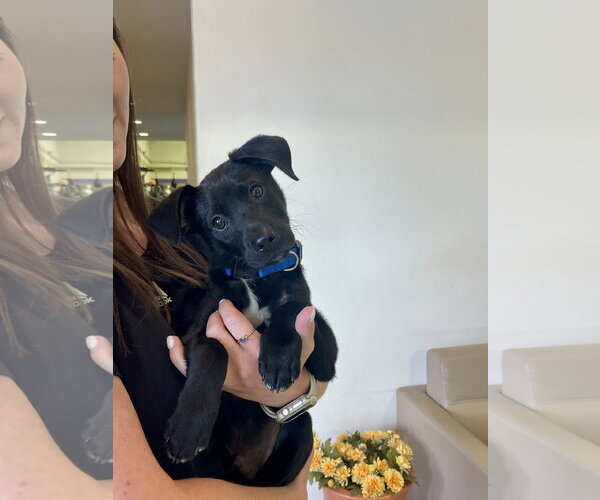Medium Photo #2 Lab-Rat Terrier Puppy For Sale in Mobile, AL, USA