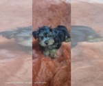 Small Photo #76 Yorkshire Terrier Puppy For Sale in AKRON, OH, USA