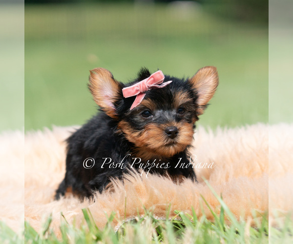 Medium Photo #68 Yorkshire Terrier Puppy For Sale in WARSAW, IN, USA