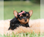 Small Photo #68 Yorkshire Terrier Puppy For Sale in WARSAW, IN, USA