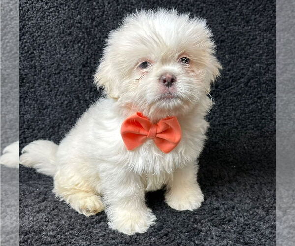 Medium Photo #1 Mutt Puppy For Sale in Grafton, WI, USA