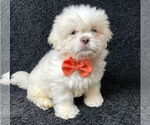Small Mutt