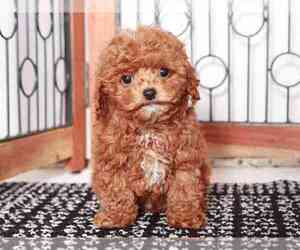 Cavapoo Puppy for sale in NAPLES, FL, USA