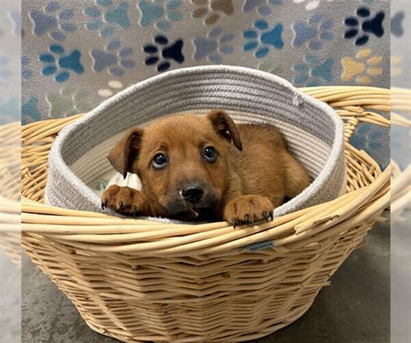 Medium Photo #1 Labrador Retriever-Unknown Mix Puppy For Sale in Rosenberg, TX, USA