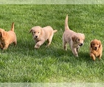 Small Photo #13 Golden Retriever Puppy For Sale in WOODSTOCK, CT, USA