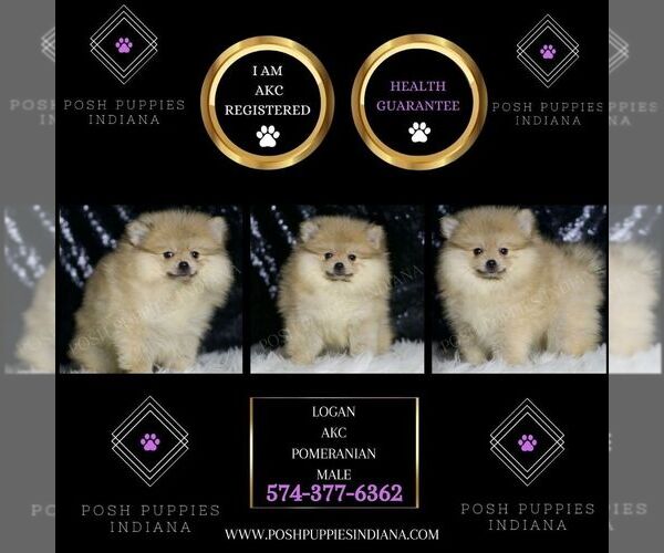 Medium Photo #2 Pomeranian Puppy For Sale in WARSAW, IN, USA