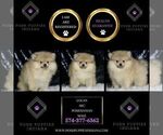 Small #1 Pomeranian