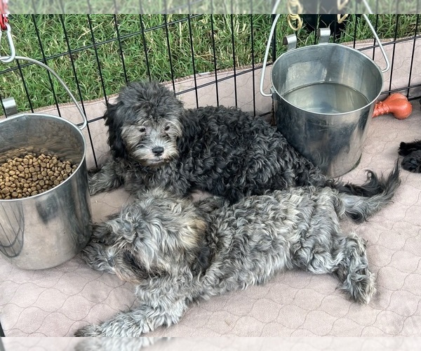 Medium Photo #6 ShihPoo Puppy For Sale in GLOUCESTER, VA, USA