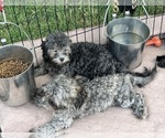 Crystal - Female ShihPoo Puppy for Sale - Photo #6