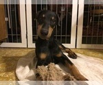 Small Photo #2 Doberman Pinscher Puppy For Sale in TEMECULA, CA, USA
