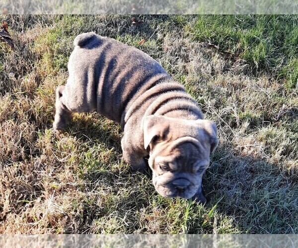 Medium Photo #1 Victorian Bulldogge Puppy For Sale in GREEN FOREST, AR, USA