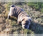Small Photo #1 Victorian Bulldogge Puppy For Sale in GREEN FOREST, AR, USA
