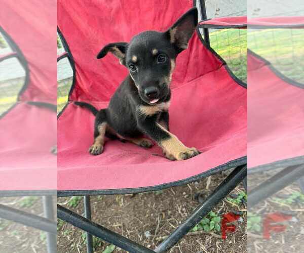 Medium Photo #1 German Shepherd Dog-Unknown Mix Puppy For Sale in Brewster, NY, USA