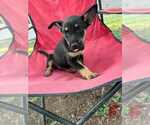 Small German Shepherd Dog Mix