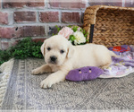 Small #8 Golden Retriever