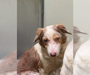 Border Collie Dogs for adoption in Santa Maria, CA, USA