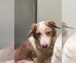 EMMA - Female Border Collie Dog for Adoption - Small photo