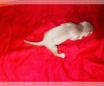 Small Photo #30 American Bully Puppy For Sale in TRENTON, NJ, USA