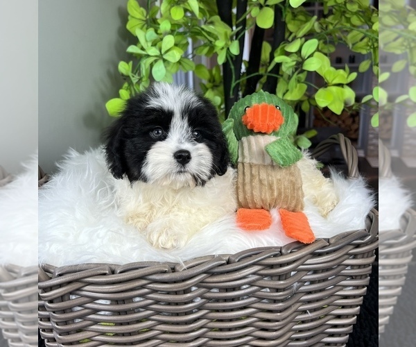Medium Photo #3 ShihPoo Puppy For Sale in FRANKLIN, IN, USA