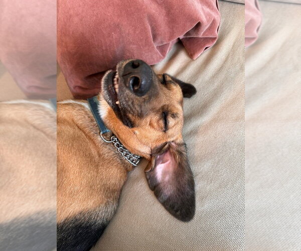Medium Photo #11 Mutt Puppy For Sale in Elmsford, NY, USA