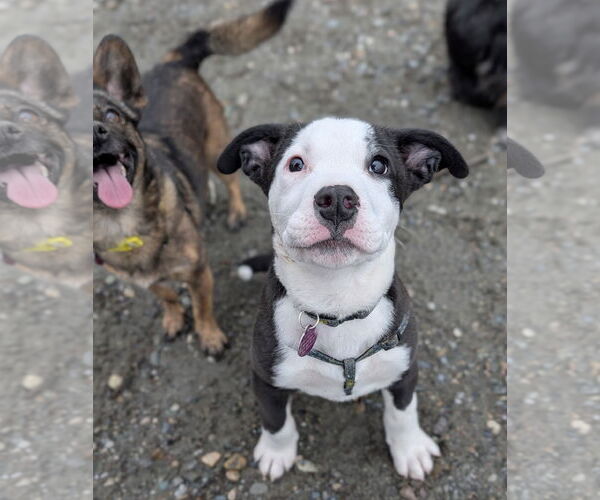 Medium Photo #3 Mutt Puppy For Sale in Bellevue, WA, USA
