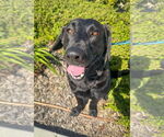 Small #1 Labrador Retriever Mix
