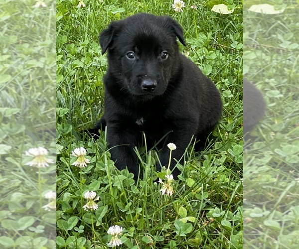 Medium Photo #2 Belgian Malinois Puppy For Sale in BURNINGTOWN, NC, USA