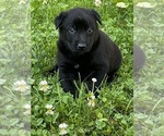 Small Photo #6 Belgian Malinois Puppy For Sale in BURNINGTOWN, NC, USA