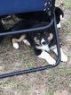 Small Photo #5 Australian Shepherd Puppy For Sale in WILLISTON, FL, USA
