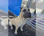 Small Presa Canario