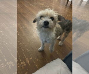 Mutt Dogs for adoption in Croydon, NH, USA