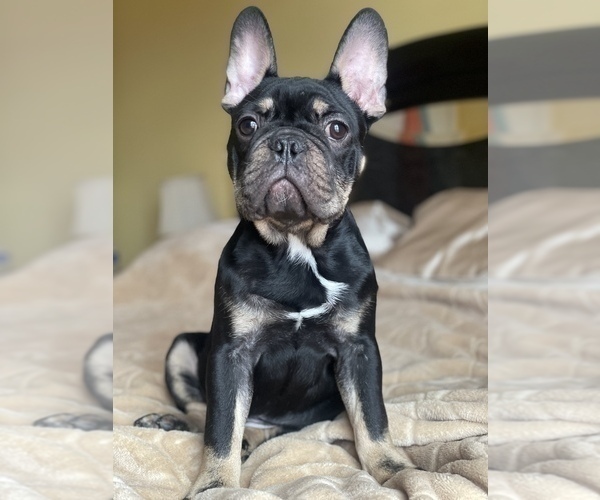 Medium Photo #4 French Bulldog Puppy For Sale in PALATINE, IL, USA