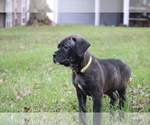 Small Photo #4 Cane Corso Puppy For Sale in CAMBY, IN, USA