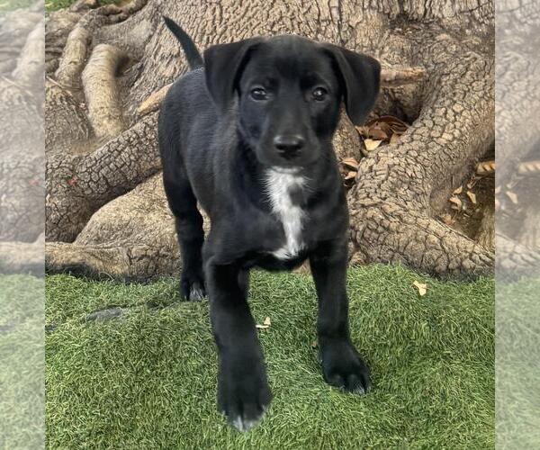 Medium Photo #2 Labrador Retriever-Unknown Mix Puppy For Sale in San Diego, CA, USA