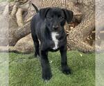 Small #1 Labrador Retriever Mix