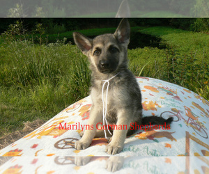 German Shepherd Dog Puppy for Sale in PIEDMONT, Missouri USA
