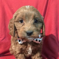 Cock-A-Poo Puppy for sale in QUARRYVILLE, PA, USA