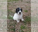 Puppy 7 Pyredoodle