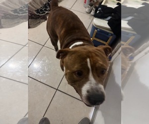 COURTESY POST: Rocky - Male American Bulldog-Unknown Mix Dog for Adoption - Photo #3