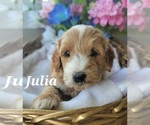 Small Photo #11 Goldendoodle (Miniature) Puppy For Sale in REED CITY, MI, USA
