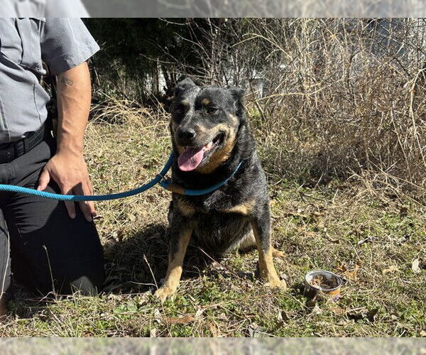 Medium Photo #1 Mutt Puppy For Sale in Grand Prairie, TX, USA