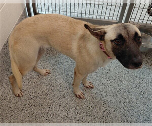 Medium Photo #1 German Shepherd Dog Puppy For Sale in Houston, TX, USA