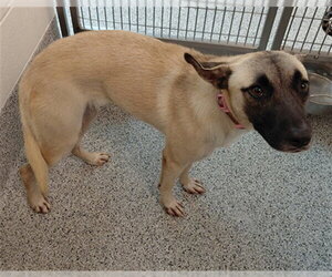 German Shepherd Dog Dogs for adoption in Houston, TX, USA