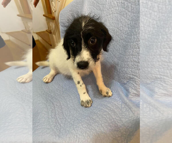 Medium Photo #3 Poodle (Standard)-Unknown Mix Puppy For Sale in Pacolet, SC, USA