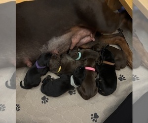 Doberman Pinscher Puppy for Sale in MACOMB TOWNSHIP, Michigan USA