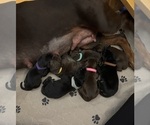 Small Doberman Pinscher