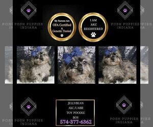Poodle (Toy) Puppy for sale in WARSAW, IN, USA